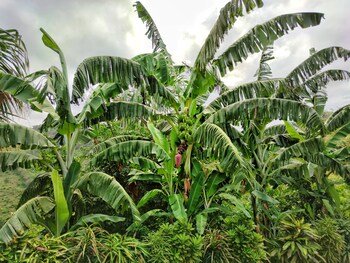 Finca Cuipo
